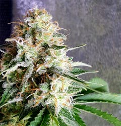 User uploaded image of Tangerine Dream