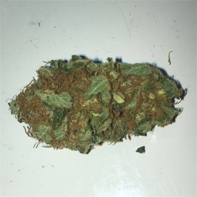 Photos of Tangerine Dream Weed Strain Buds Leafly