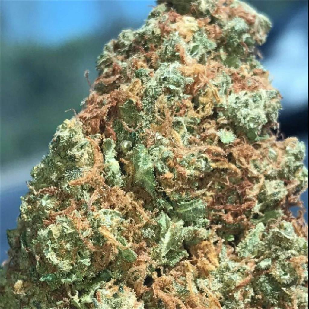 Tangerine Dream Weed Strain Information Leafly