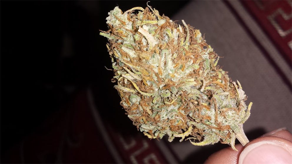 Photos of Tangerine Dream Weed Strain Buds Leafly
