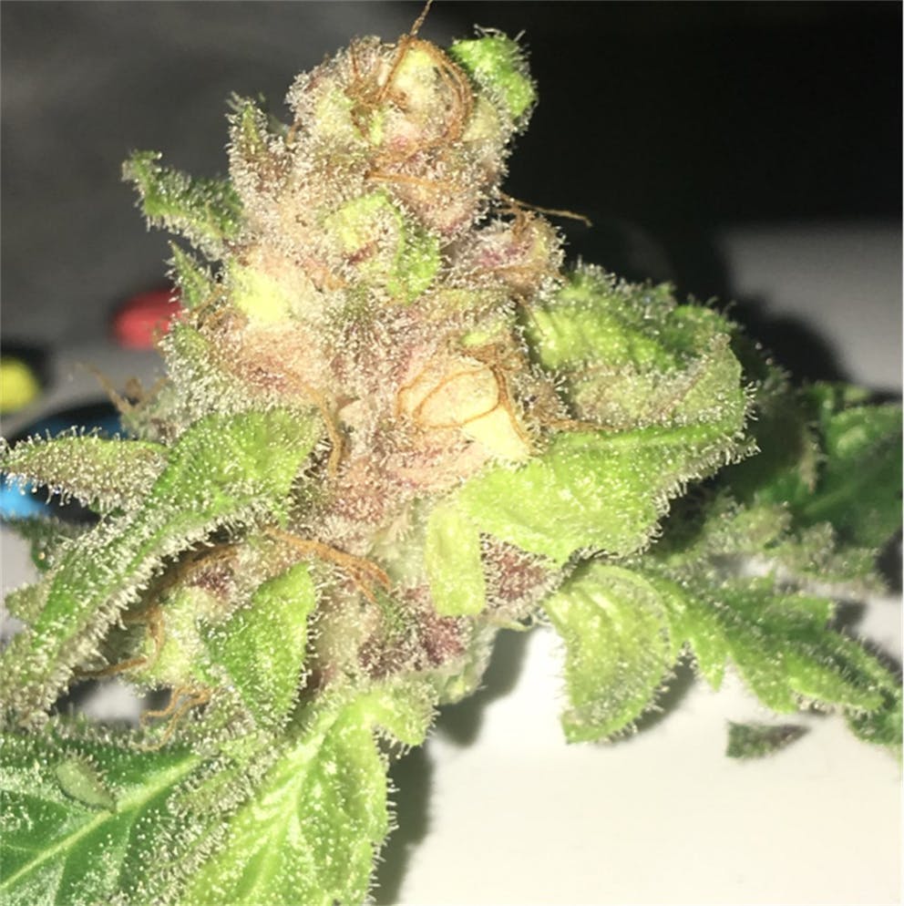 Photos of Tangerine Dream Weed Strain Buds Leafly