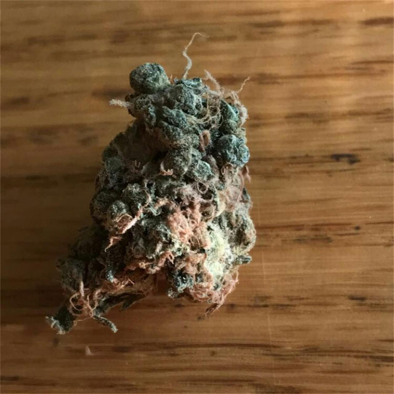 Photos of Tangerine Dream Weed Strain Buds Leafly