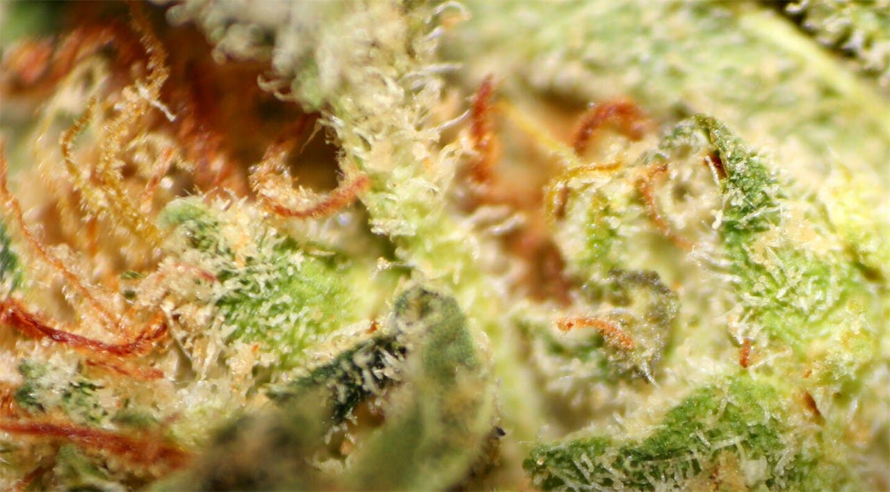Tangerine Haze Weed Strain Information Leafly