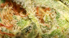 User uploaded image of Tangerine Haze