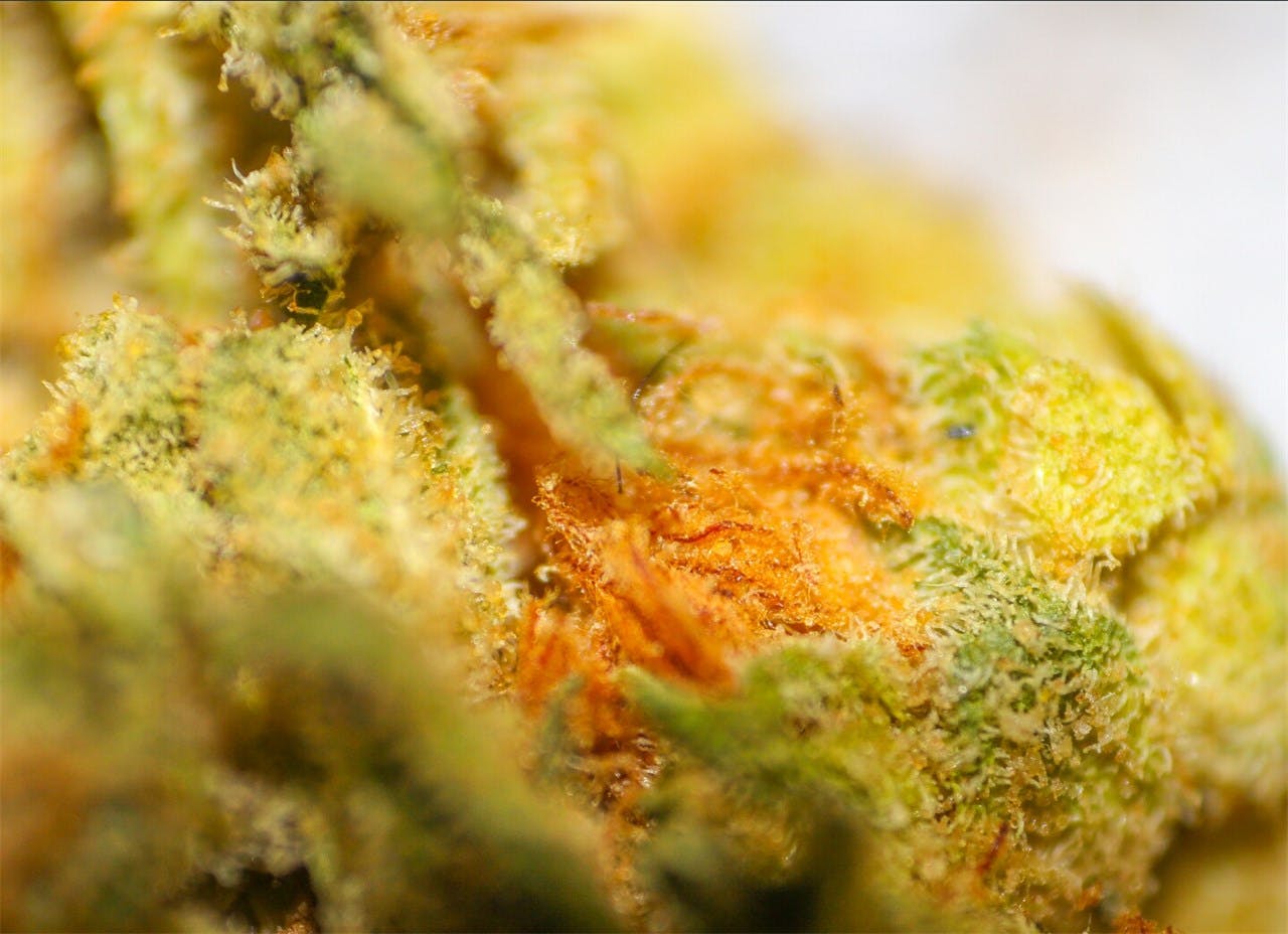 Tangerine Haze Weed Strain Information Leafly