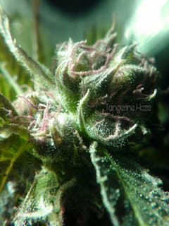 User uploaded image of Tangerine Haze