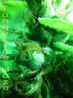 User uploaded image of Tangerine Haze