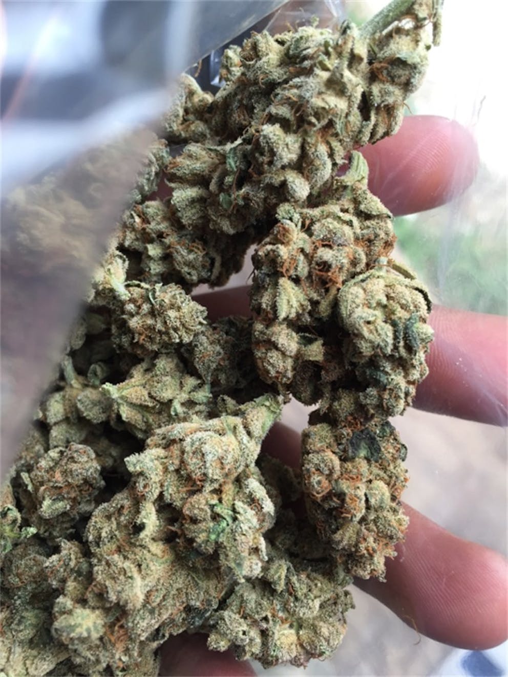 Photos of Tangerine Haze Weed Strain Buds Leafly