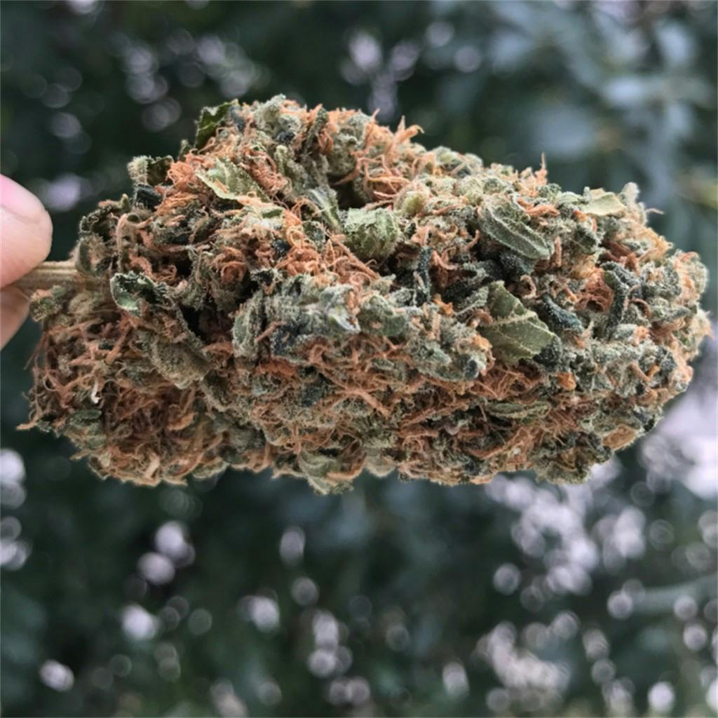 Tangerine Haze Weed Strain Information Leafly