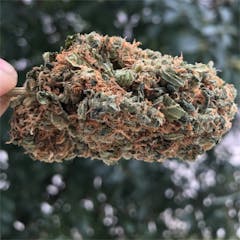 User uploaded image of Tangerine Haze