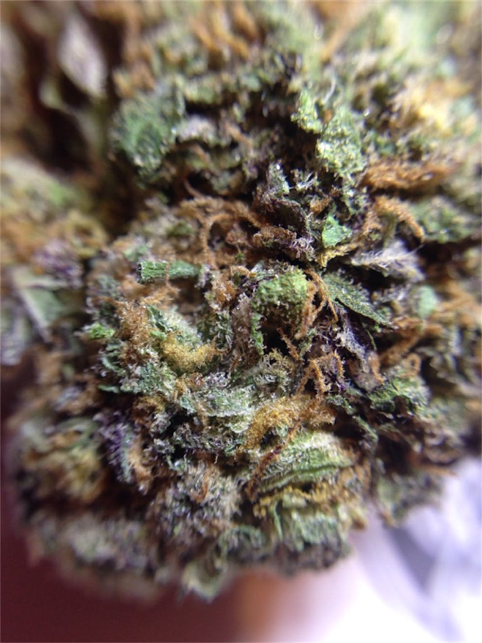 Photos of Tangerine Kush Weed Strain Buds Leafly