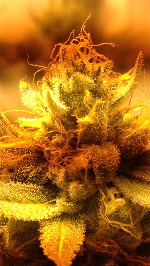 Tangerine Power Weed Strain Information Leafly