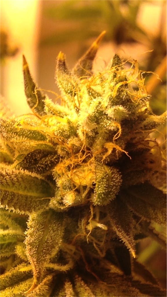 Tangerine Power Weed Strain Information Leafly