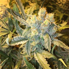 User uploaded image of Tangerine Power