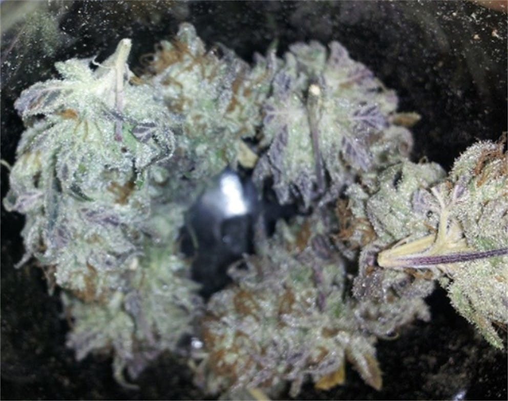 Photos of Tangerine Weed Strain Buds Leafly