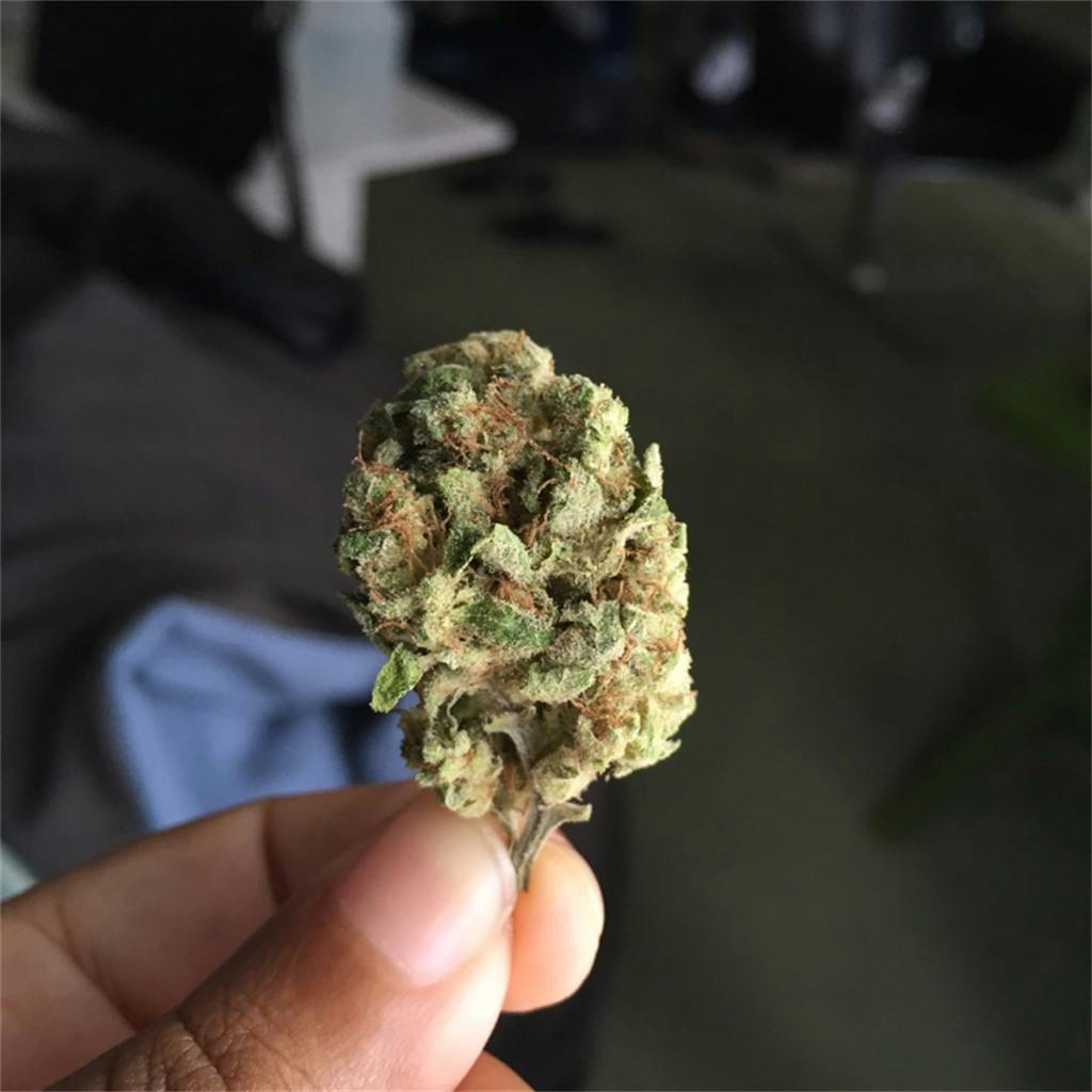 Photos of Tangerine Weed Strain Buds Leafly