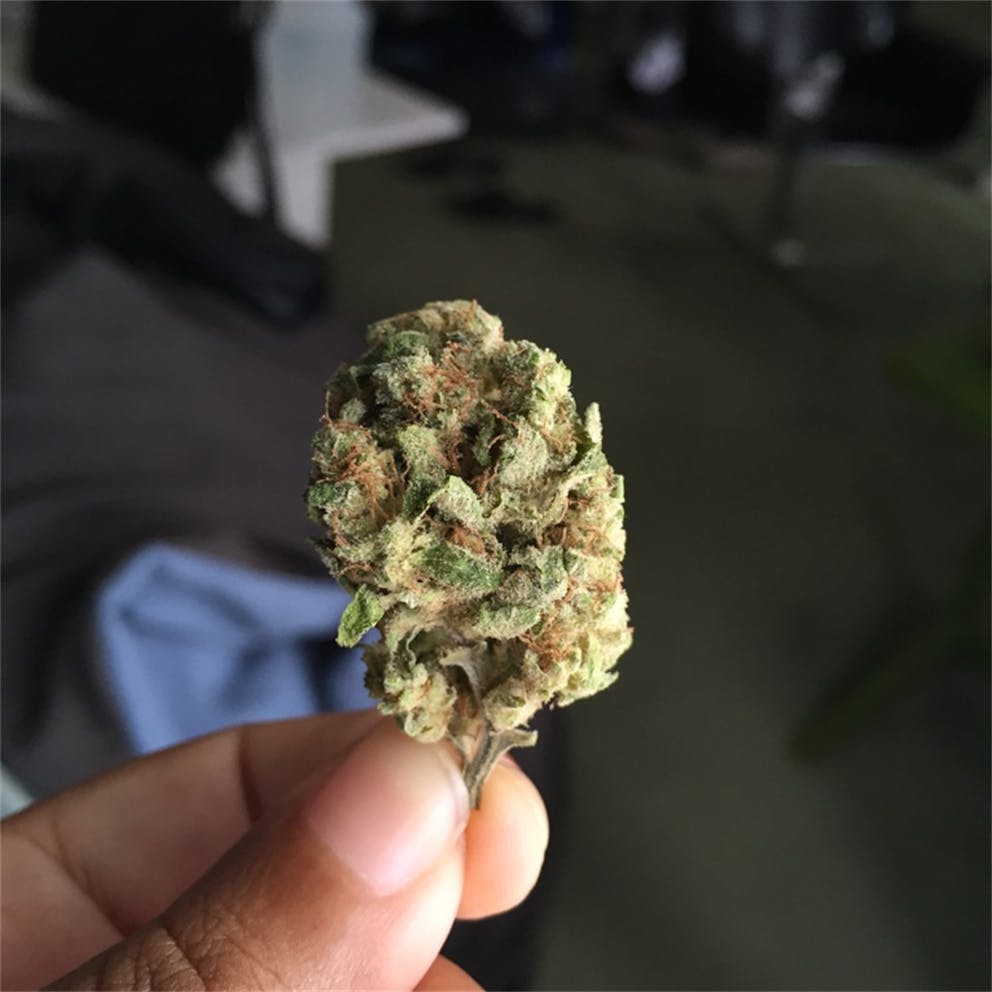 Photos of Tangerine Weed Strain Buds Leafly