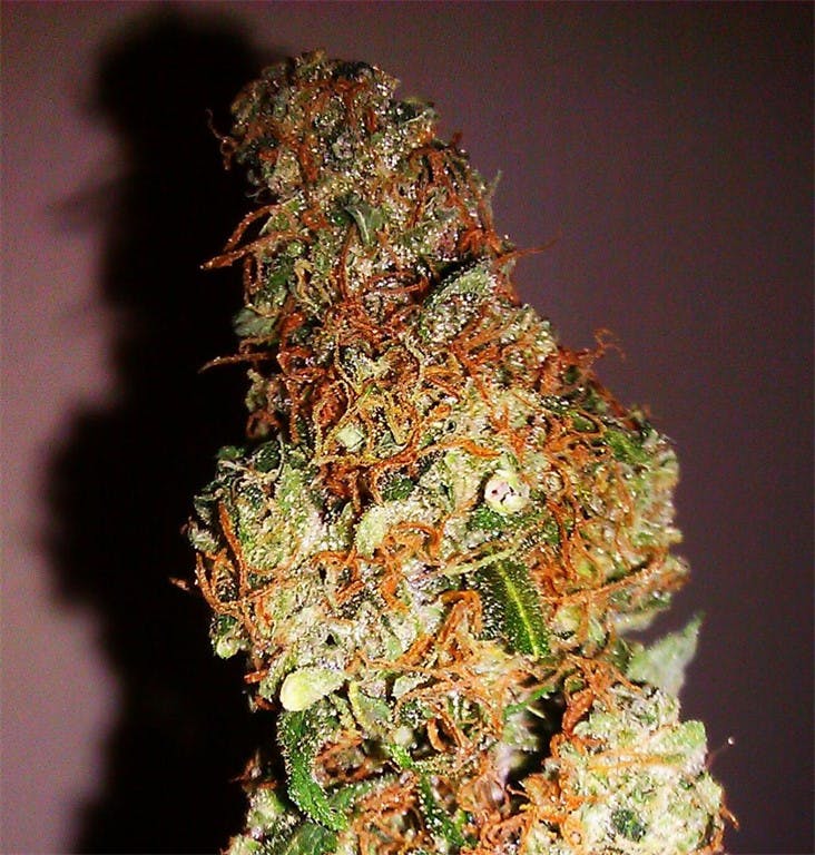 Photos of Tangerine Weed Strain Buds Leafly