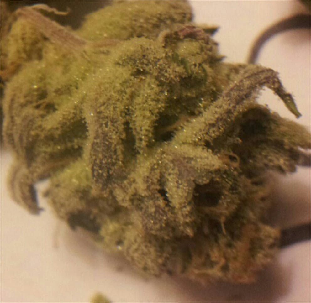 Photos of Tangerine Weed Strain Buds Leafly