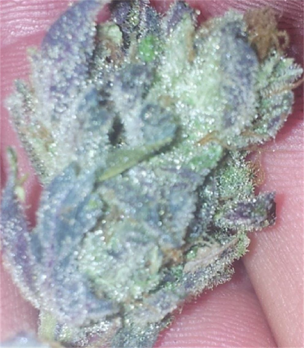 Photos of Tangerine Weed Strain Buds Leafly