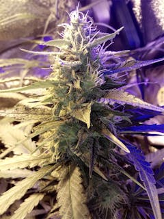 User uploaded image of Tangerine