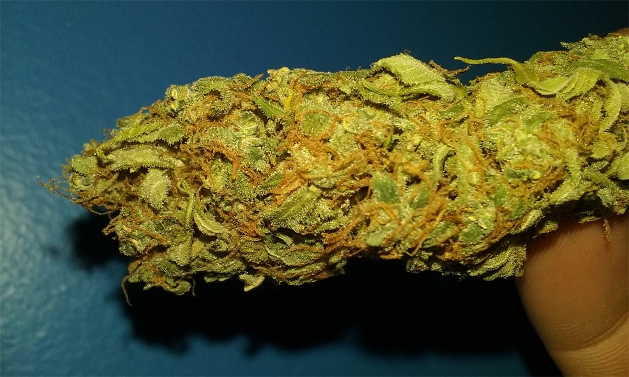 Photos of Tangerine Weed Strain Buds Leafly