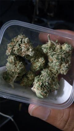 User uploaded image of Tangie Sunrise