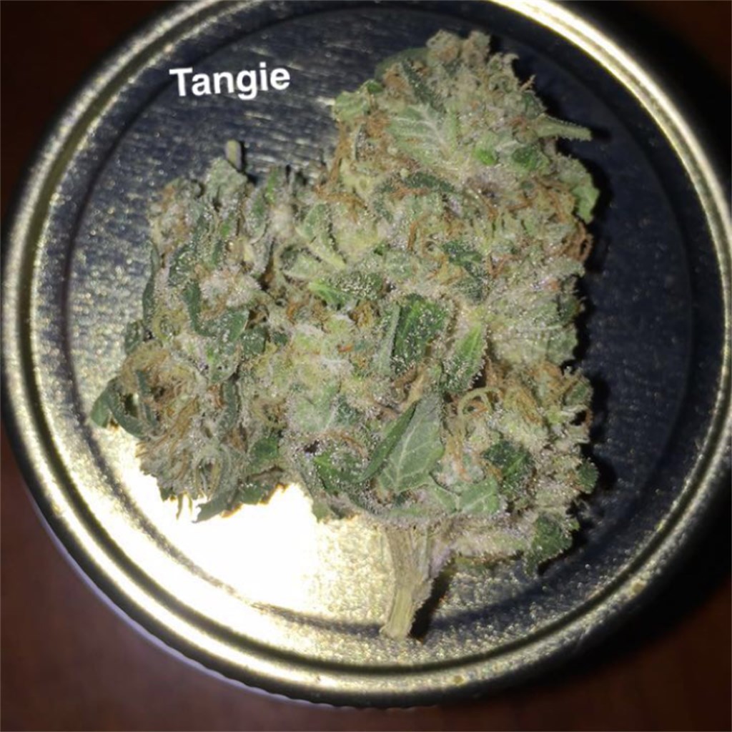 Photos of Tangie Weed Strain Buds | Leafly