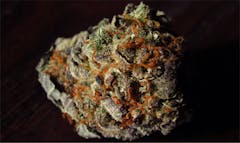 User uploaded image of Tangie