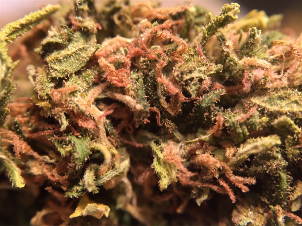 Photos of Tangie Weed Strain Buds | Leafly