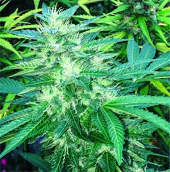 User uploaded image of Tangie