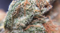 User uploaded image of Tangilope