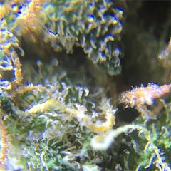 User uploaded image of Tangilope