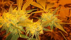 User uploaded image of Tardis