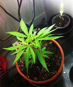 User uploaded image of Thai Haze