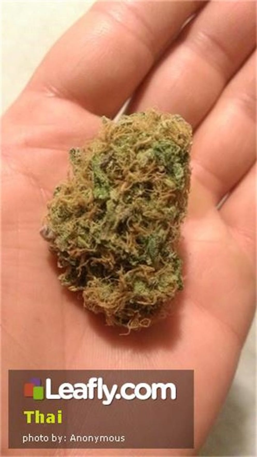 Photos of Thai Weed Strain Buds Leafly
