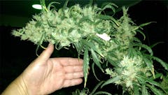 User uploaded image of Thai