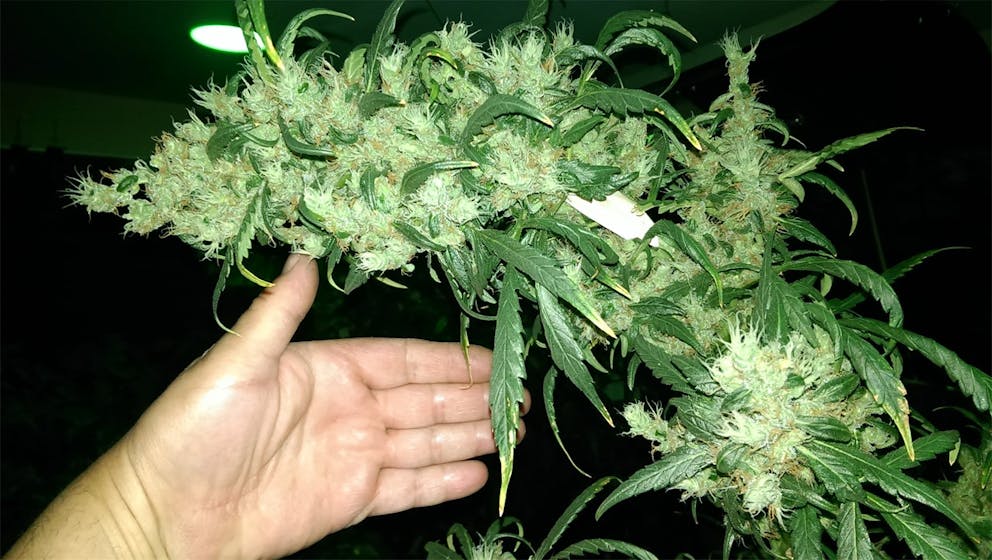 Photos of Thai Weed Strain Buds Leafly