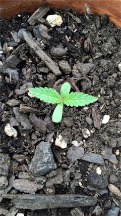 User uploaded image of Thai