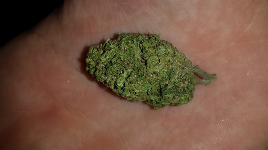 Photos of Thai Weed Strain Buds Leafly