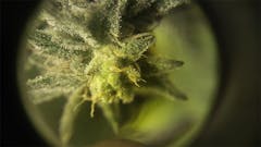 User uploaded image of THC Bomb