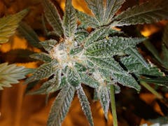 User uploaded image of THC Bomb