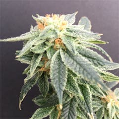 User uploaded image of THC Bomb