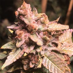 User uploaded image of The Big Dirty