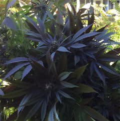 User uploaded image of The Black