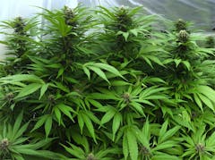 User uploaded image of The Black