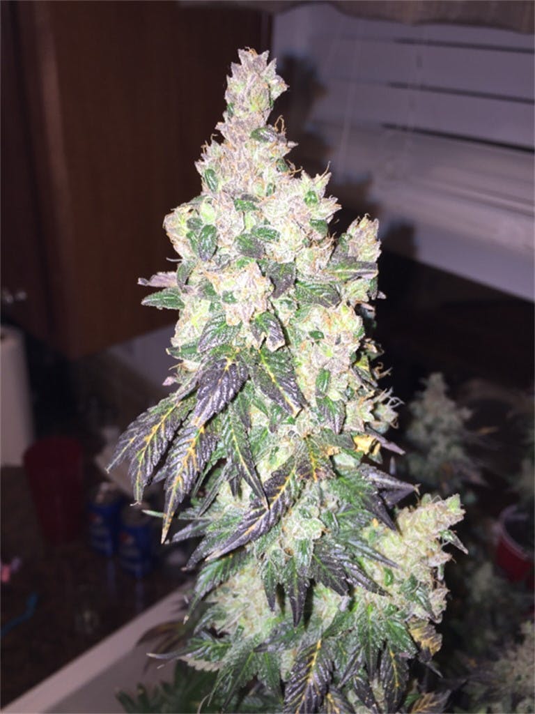 Photos of The Black Weed Strain Buds Leafly