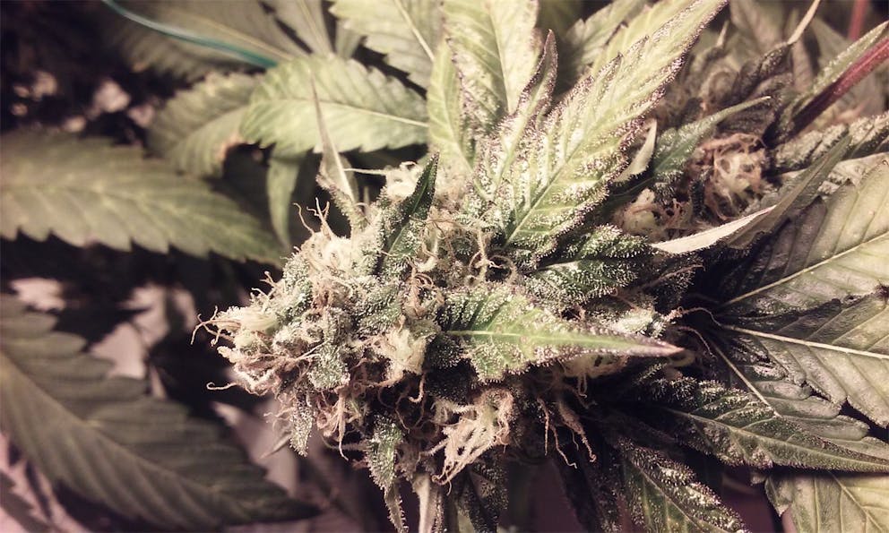 Photos of The Black Weed Strain Buds Leafly