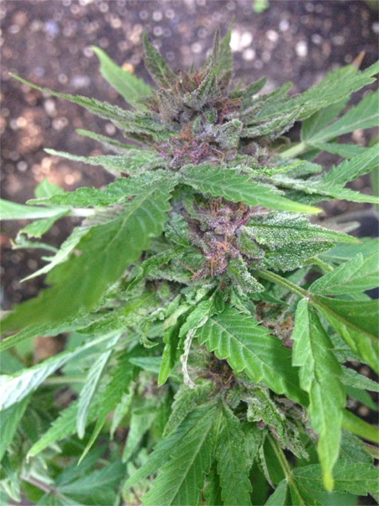 Photos of The Black Weed Strain Buds Leafly