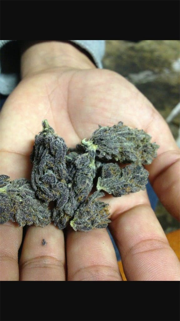 Photos of The Black Weed Strain Buds Leafly